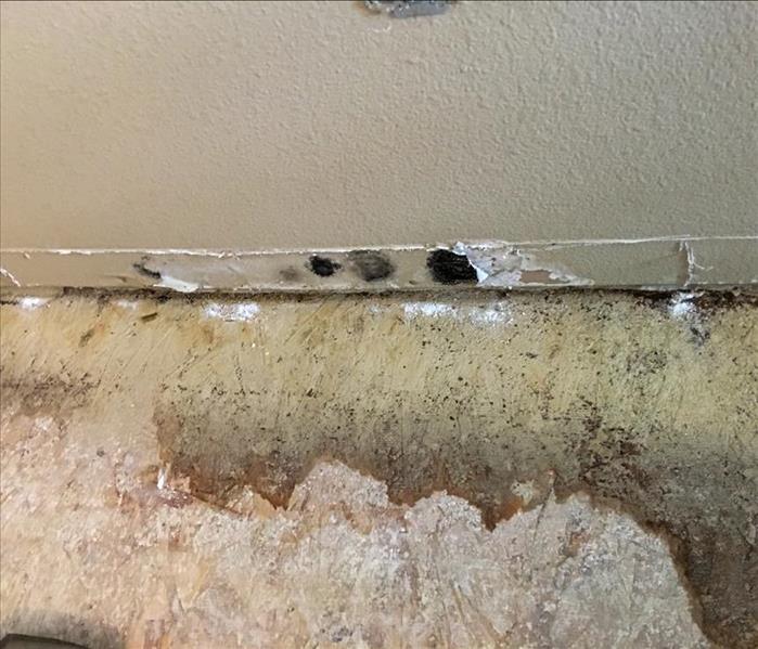 Mold growth on the walls of a home