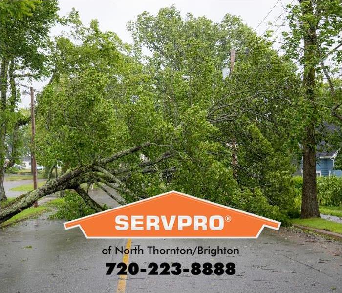 A tree is shown blown over.